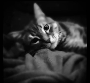 A photo of Kat's gray tabby. He is laying on a blanket and looking directly into the camera.
